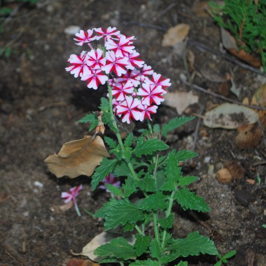 Verbena x hybrida
